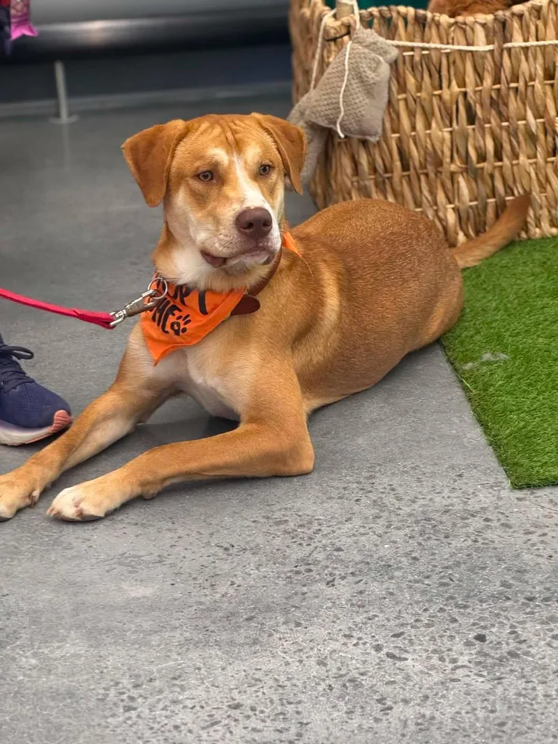 A young large-sized male Mixed Breed dog named Raptor for adoption in Bahama, NC