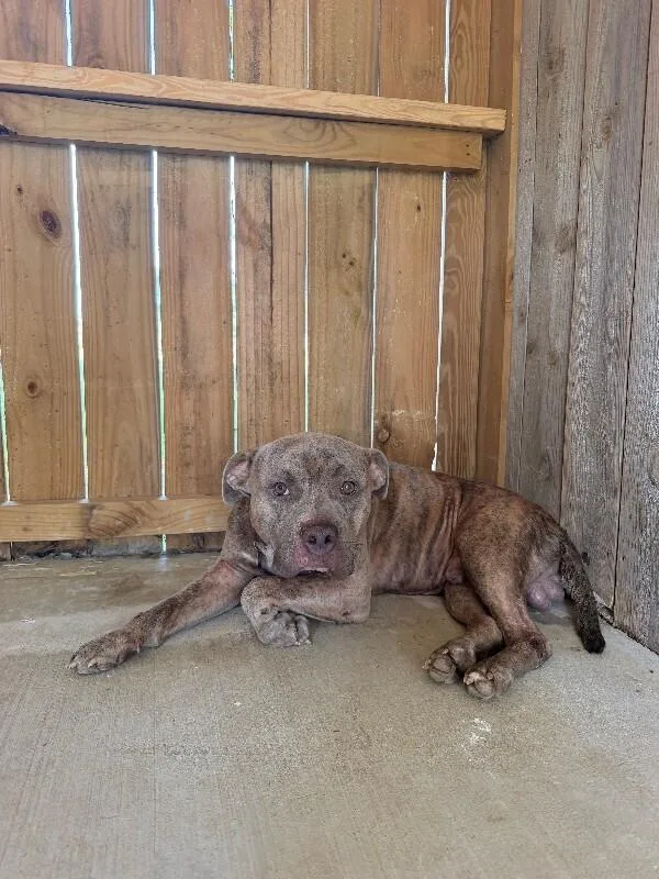 An adult medium-sized male Pit Bull Terrier dog named Spongebob for adoption in Chattanooga, TN