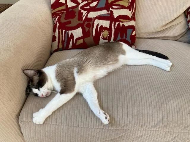 An adult small-sized female Black & White / Tuxedo Domestic Short Hair cat named Ida for adoption in Mooresville, NC