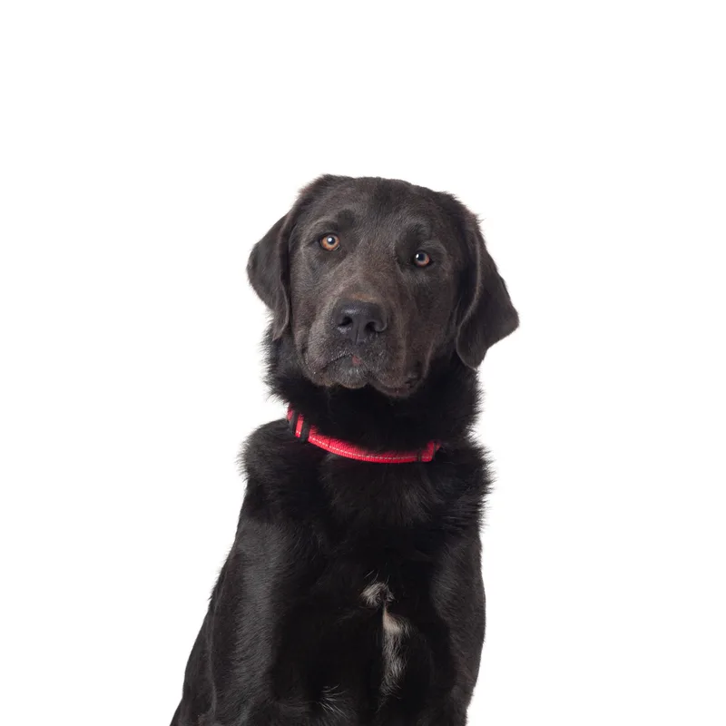 An adult large-sized male Labrador Retriever dog named Bedford for adoption in Guthrie, OK