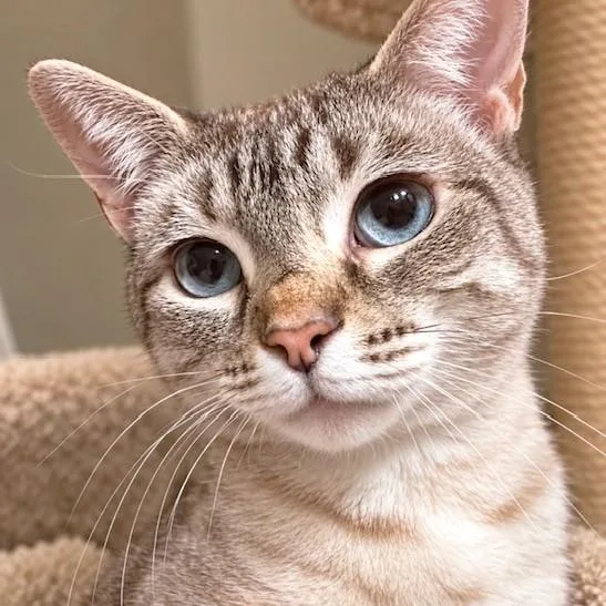 An adult medium-sized female Blue Point Siamese cat named Yuki Lovely for adoption in Danbury, CT