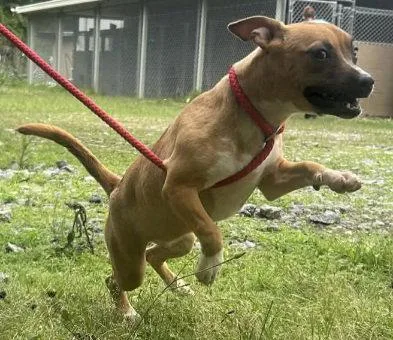 A baby medium-sized male Terrier dog named Gillian for adoption in Wetumpka, AL