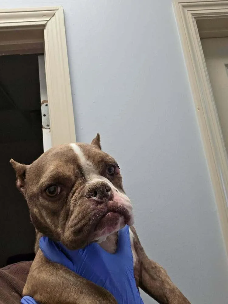 An adult small-sized female French Bulldog dog named Daisy for adoption in New York, NY