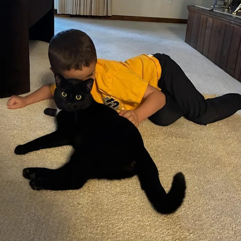 An adult large-sized male Black Domestic Short Hair cat named Reno for adoption in Novelty, OH