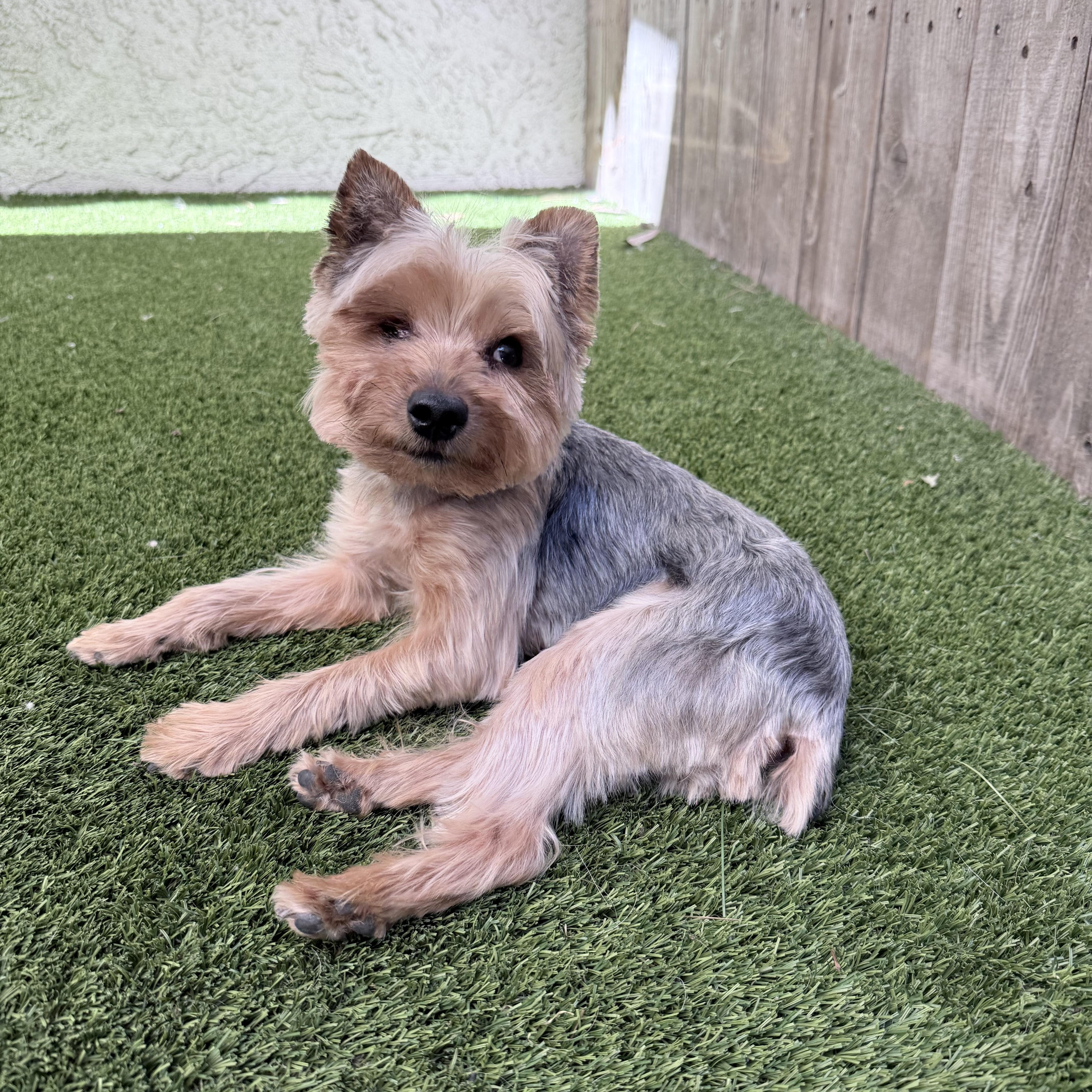 An adult small-sized male Yorkshire Terrier dog named Popeye for adoption in Mission Viejo, CA