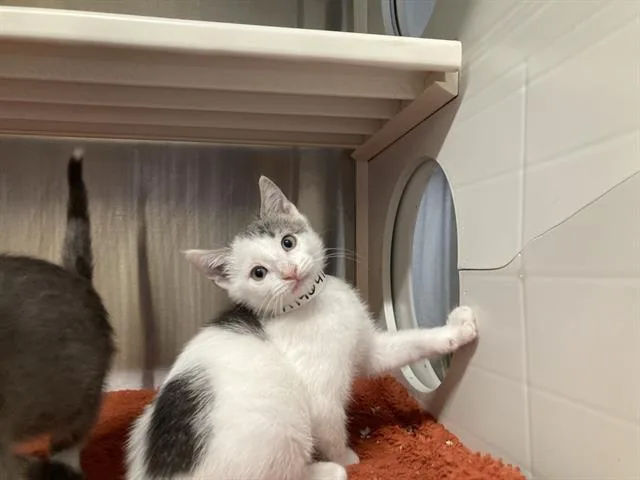 A baby small-sized male Domestic Short Hair cat named Harris for adoption in Tustin, CA
