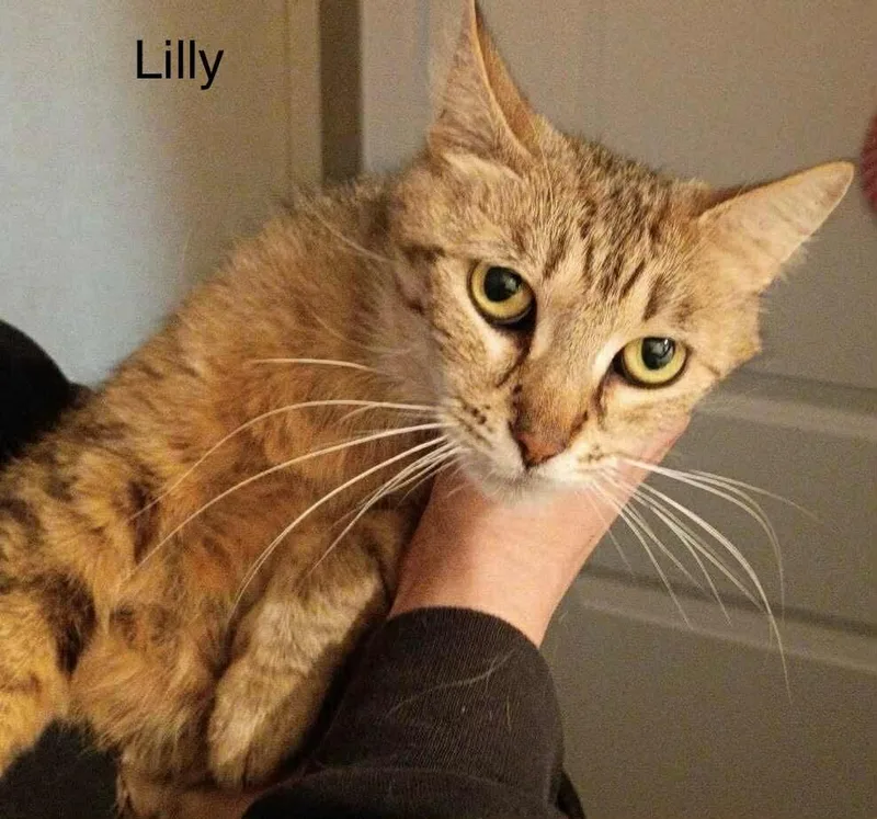 Lilly thumbnail 3