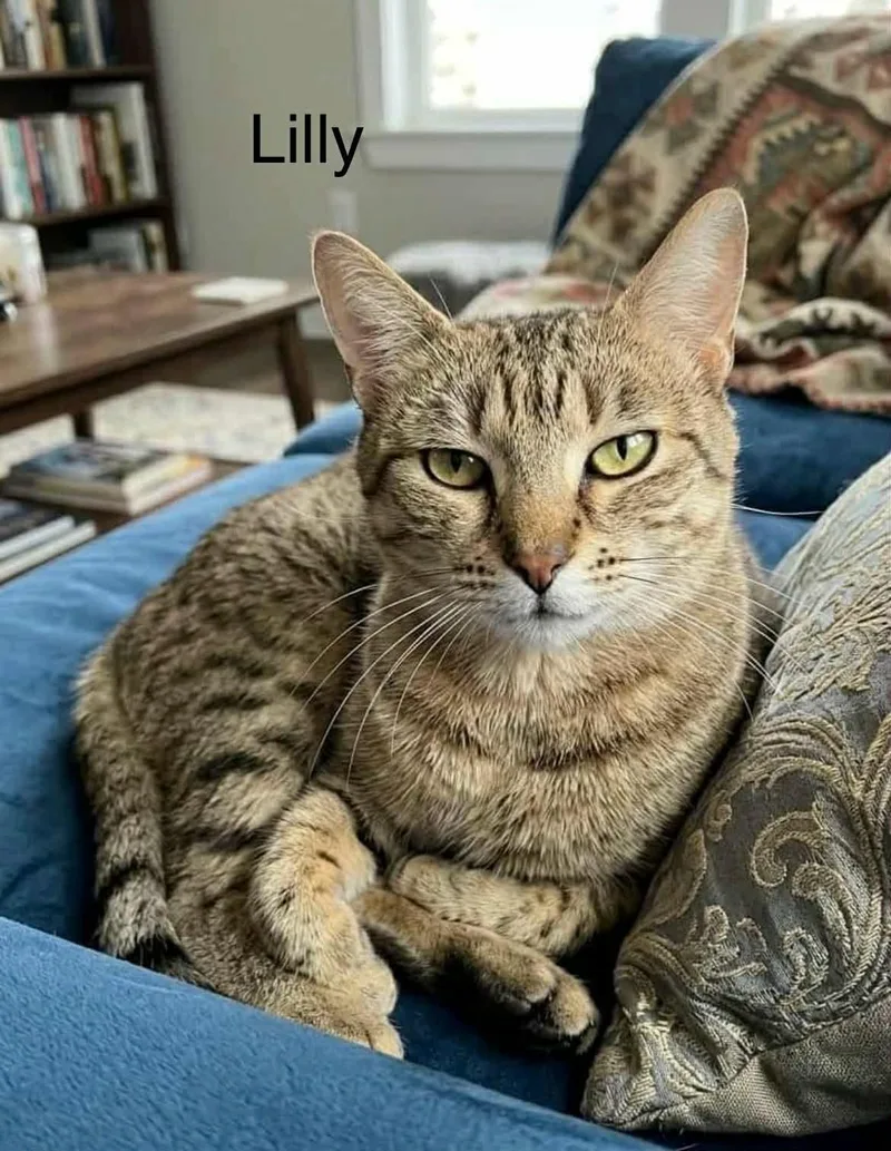 A young medium-sized female Tabby (Brown / Chocolate) Tabby cat named Lilly for adoption in Wyandotte, MI
