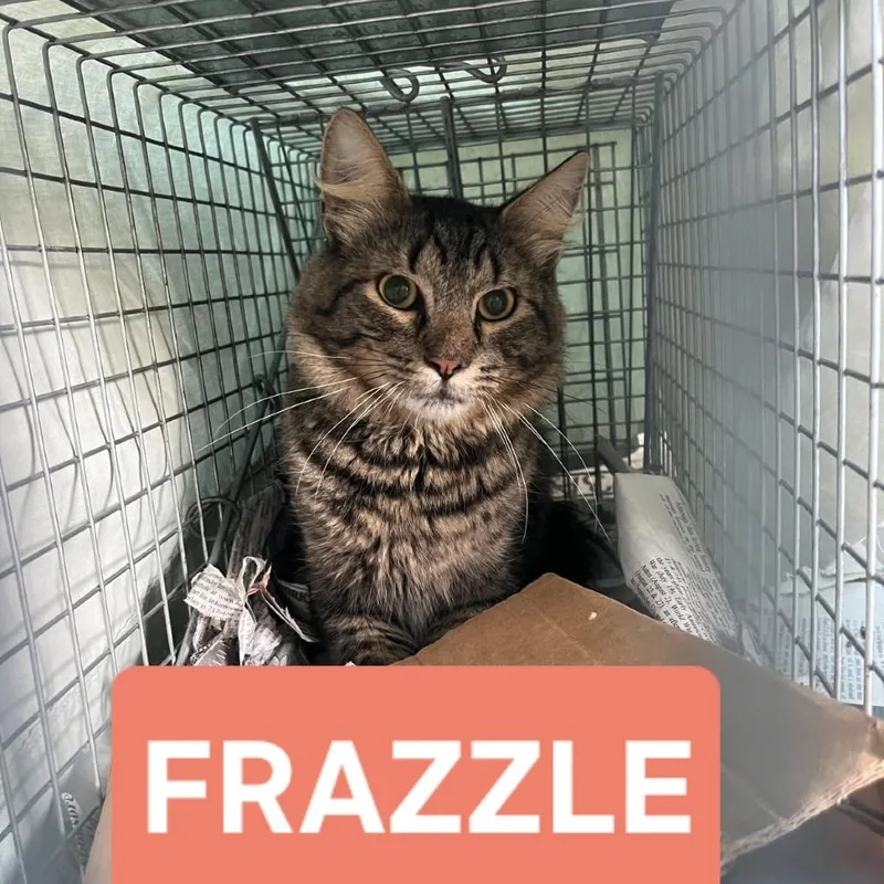 An adult medium-sized male Domestic Short Hair cat named Frazzle for adoption in Abingdon, MD