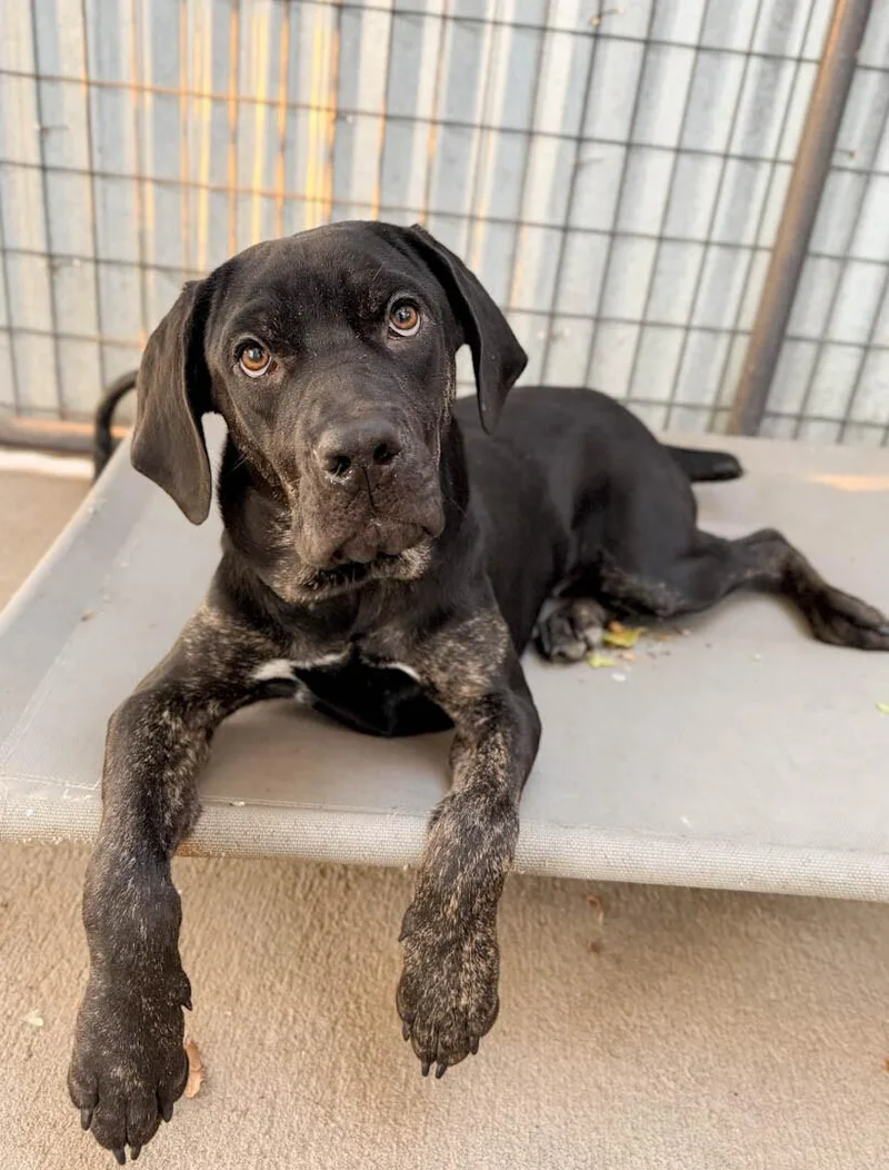 A young medium-sized female Cane Corso dog named Florencia for adoption in Windsor, CO