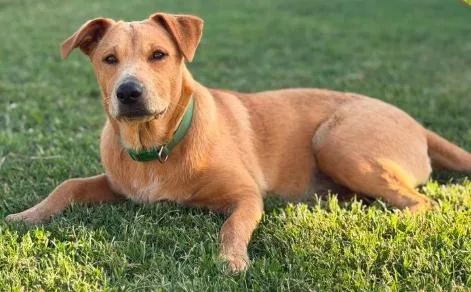 A young medium-sized female Yellow / Tan / Blond / Fawn Mixed Breed dog named Sparrow for adoption in Chickasha, OK