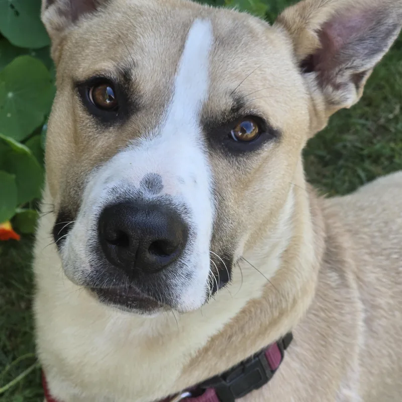 Linus  Dbr thumbnail 2