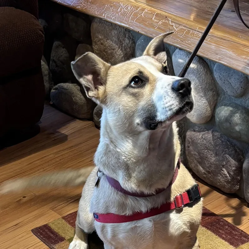 Linus  Dbr thumbnail 3