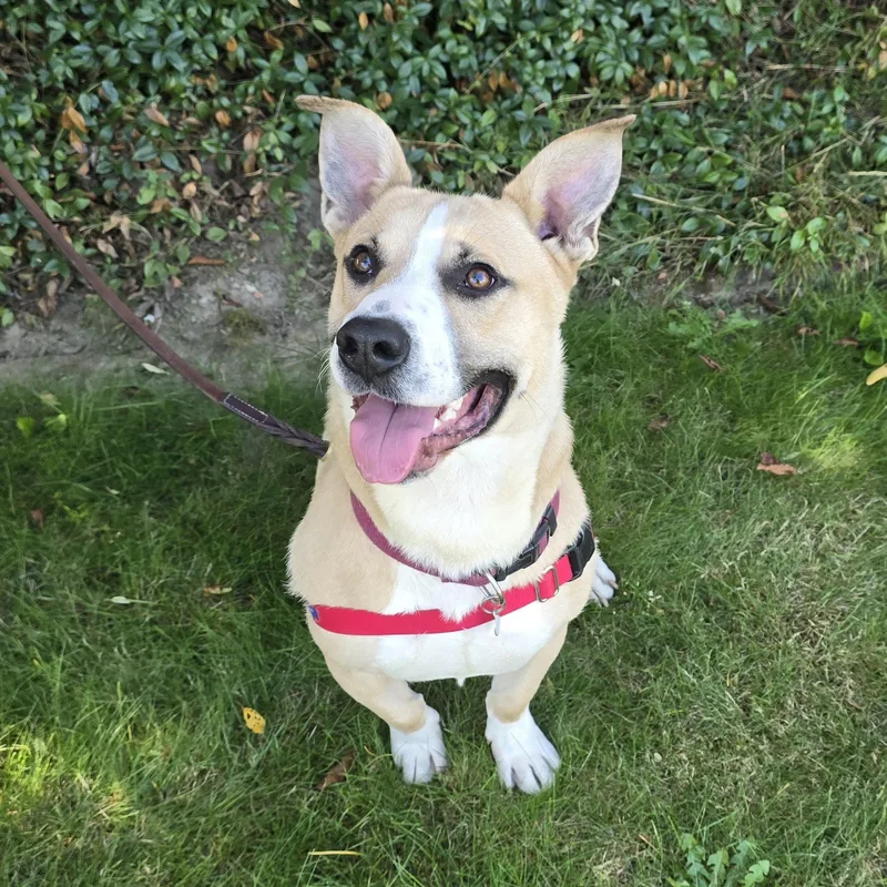 Linus  Dbr thumbnail 4