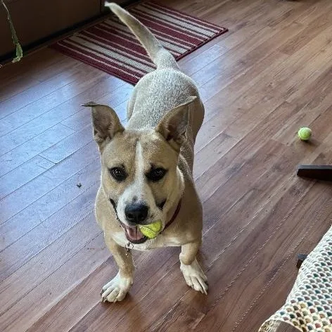 Linus  Dbr thumbnail 5