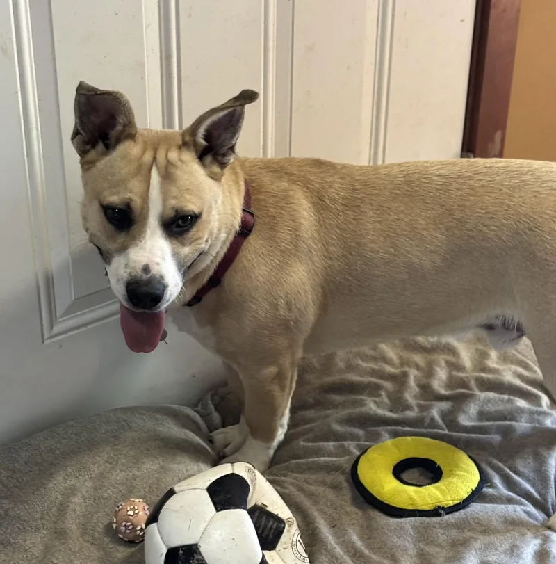 Linus  Dbr thumbnail 6