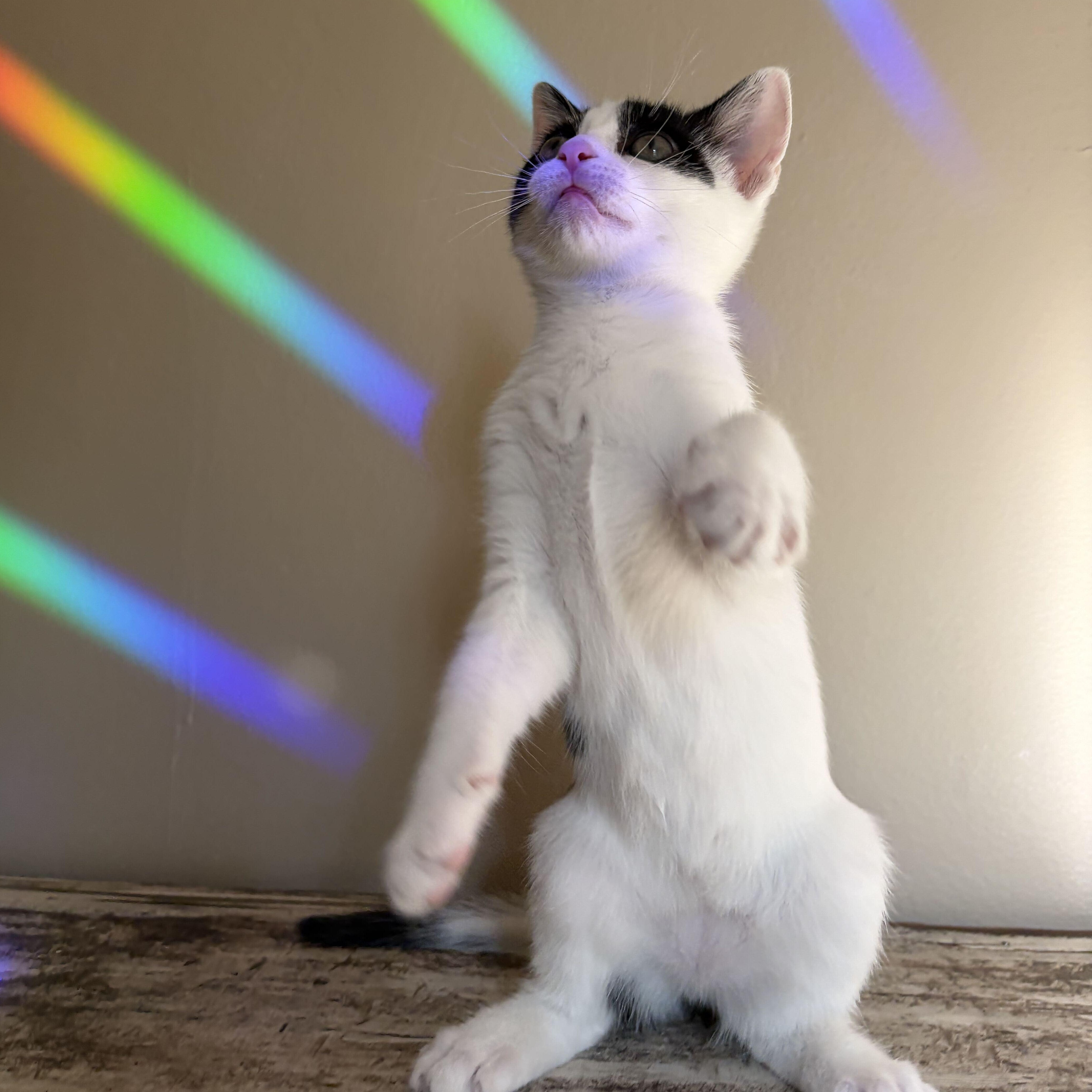 A baby medium-sized female Domestic Short Hair cat named Ellie for adoption in East Amherst, NY