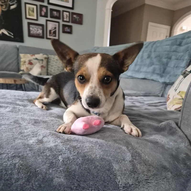 An adult small-sized male Chihuahua dog named Gopher for adoption in Wake Forest, NC