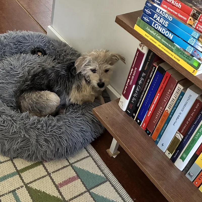 An adult small-sized female Yorkshire Terrier dog named Selma for adoption in New Orleans, LA