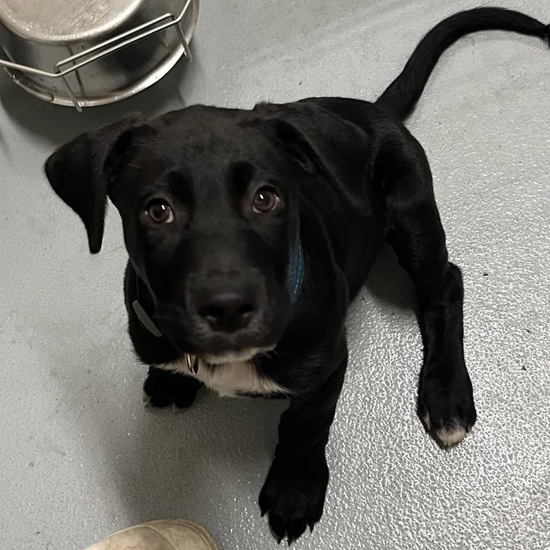 A baby large-sized male Black Labrador Retriever dog named Woody for adoption in Mason City, IA