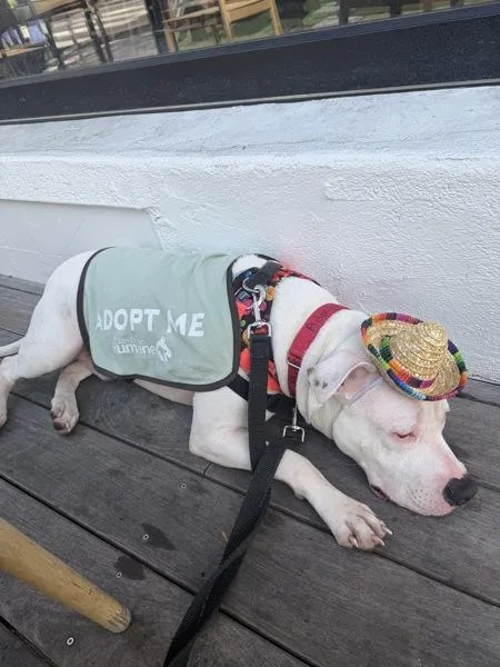 A young medium-sized male Pit Bull Terrier dog named Xavier for adoption in San Diego, CA