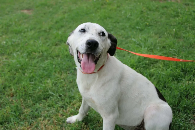 A young medium-sized female Mixed Breed dog named Anna Banana for adoption in Davenport, IA