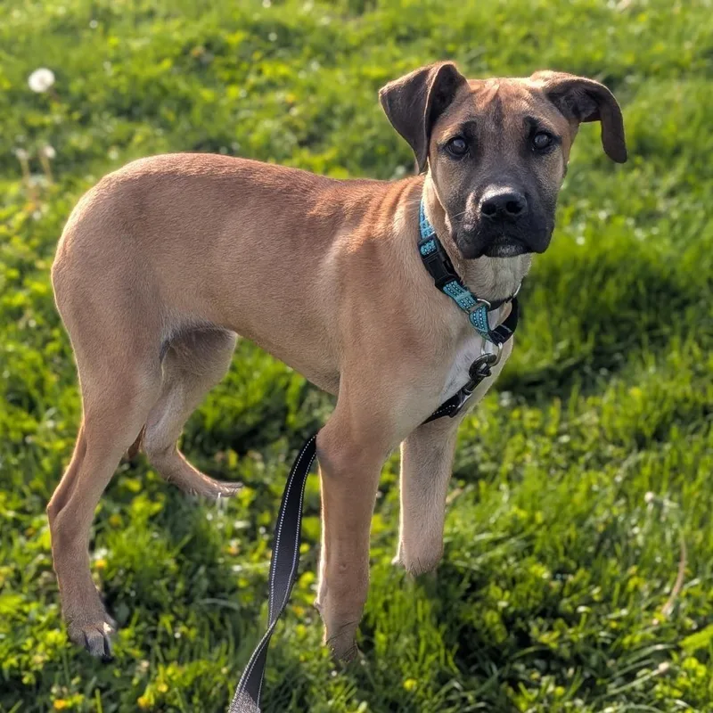 A young medium-sized female Yellow / Tan / Blond / Fawn Mixed Breed dog named Thelma for adoption in Prairie du Chien, WI
