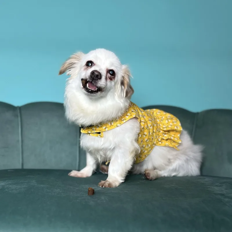 A senior small-sized female White / Cream Chihuahua dog named Polly for adoption in Foster, RI