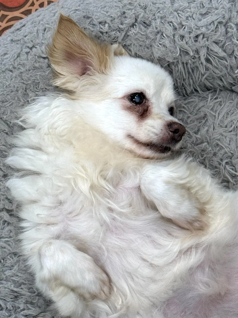 Polly thumbnail 3