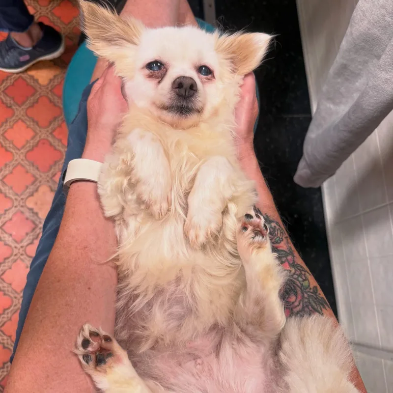 Polly thumbnail 5