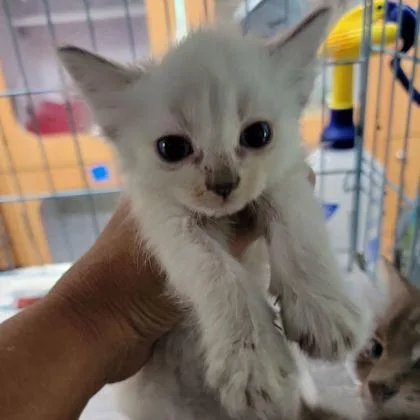 A baby small-sized male Domestic Medium Hair cat named Mouse for adoption in Westland, MI
