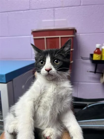 A baby small-sized male White Domestic Short Hair cat named 61088046 for adoption in El Paso, TX