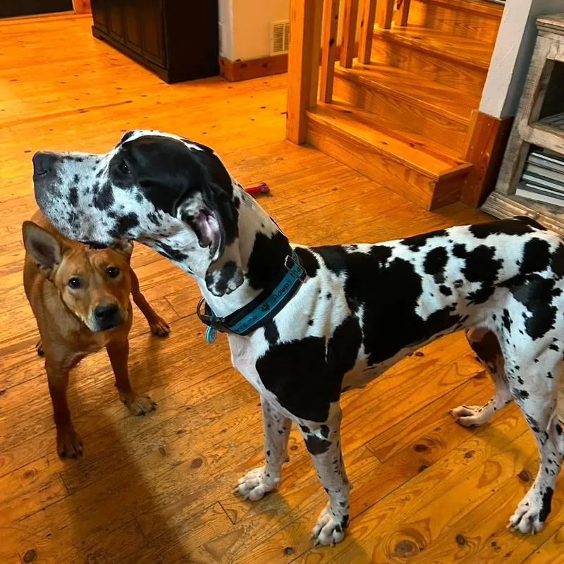 An adult extra large-sized male Harlequin Great Dane dog named Bo for adoption in Bullard, TX