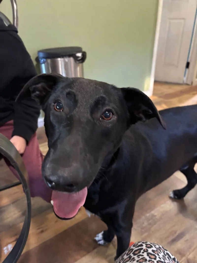 A young large-sized male German Shepherd Dog dog named Shep for adoption in Collingswood, NJ