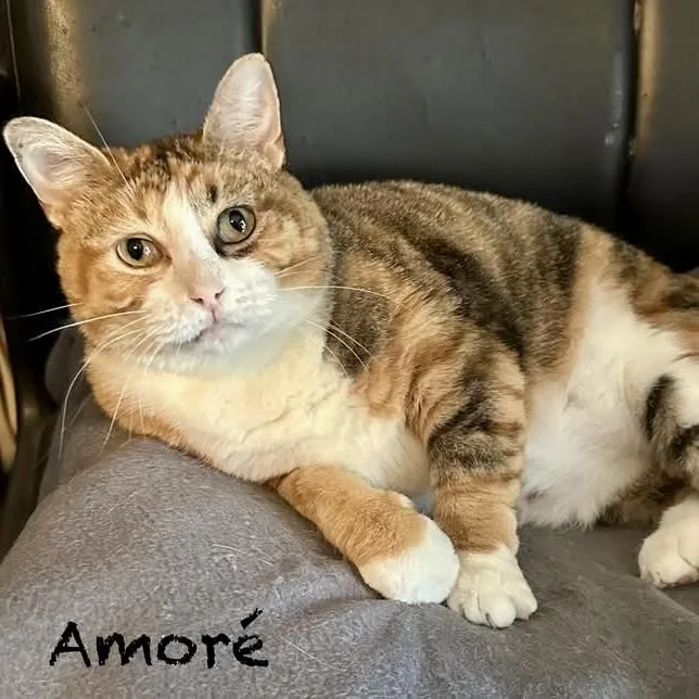 Amore thumbnail 2