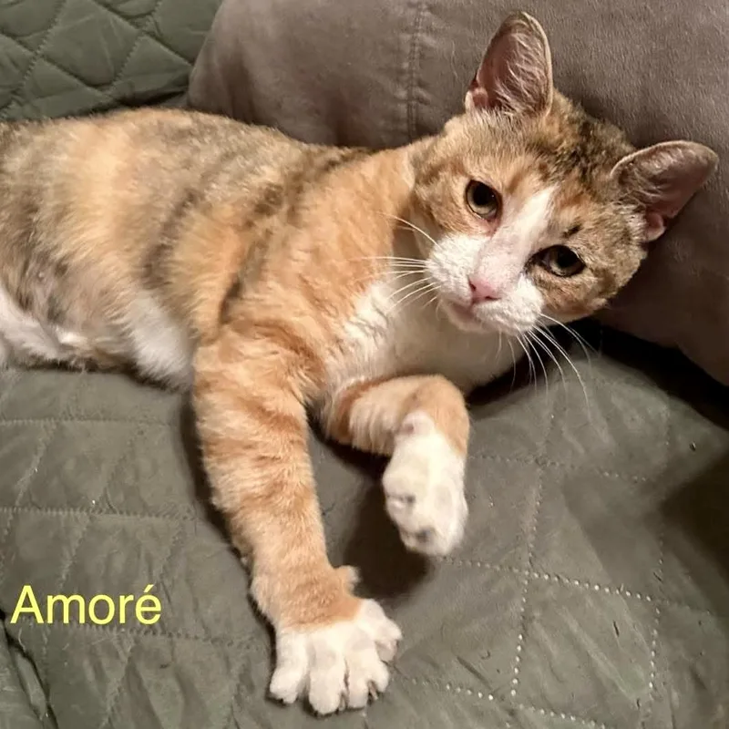Amore thumbnail 3