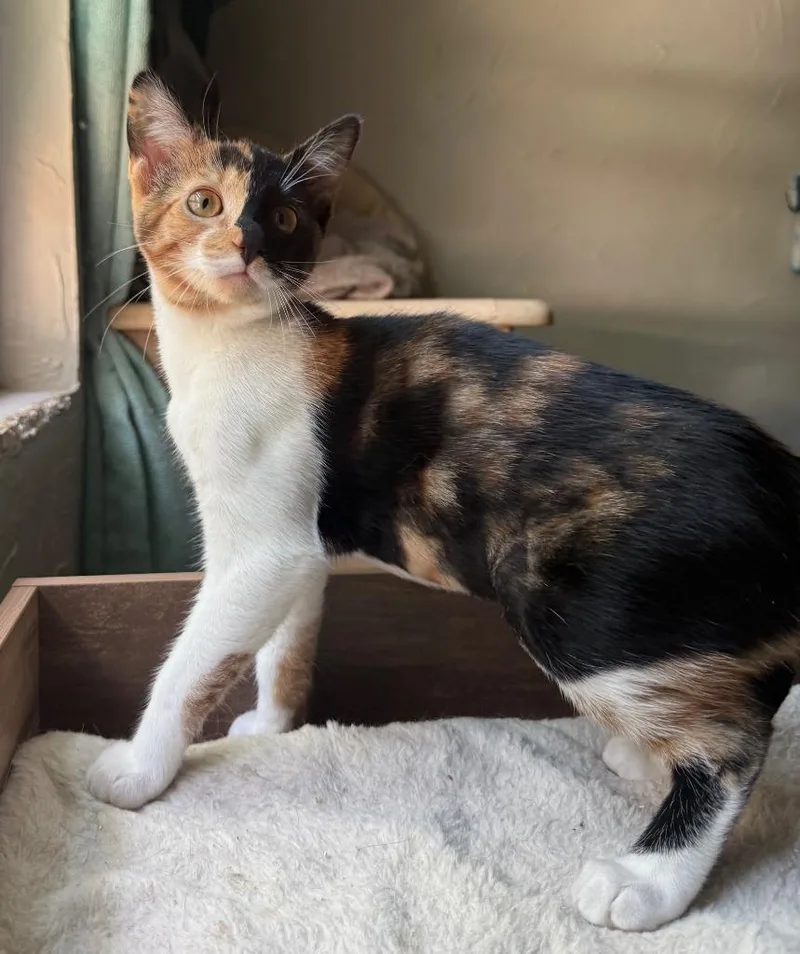 A baby small-sized female Domestic Short Hair cat named Jocelyn for adoption in Lemoore, CA