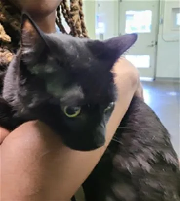 An adult large-sized male Domestic Short Hair cat named Panther for adoption in Los Angeles, CA