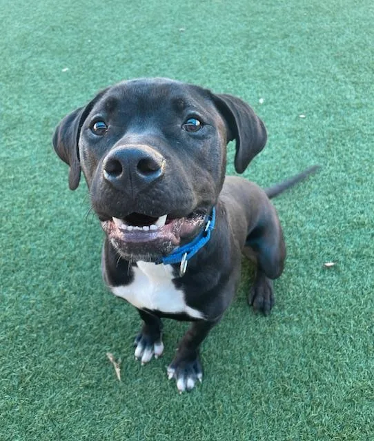 A young medium-sized male Mixed Breed dog named Beaux for adoption in Dallas, TX