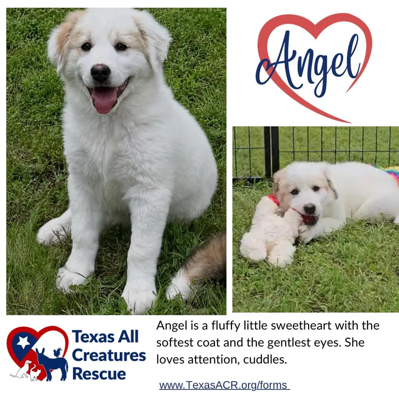 A baby medium-sized female Sheep Dog dog named Angel for adoption in Alvarado, TX