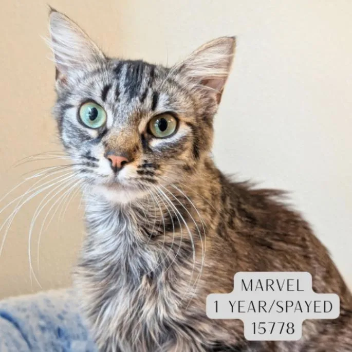 An adult medium-sized female Tabby (Brown / Chocolate) Domestic Medium Hair cat named Marvel for adoption in Supply, NC