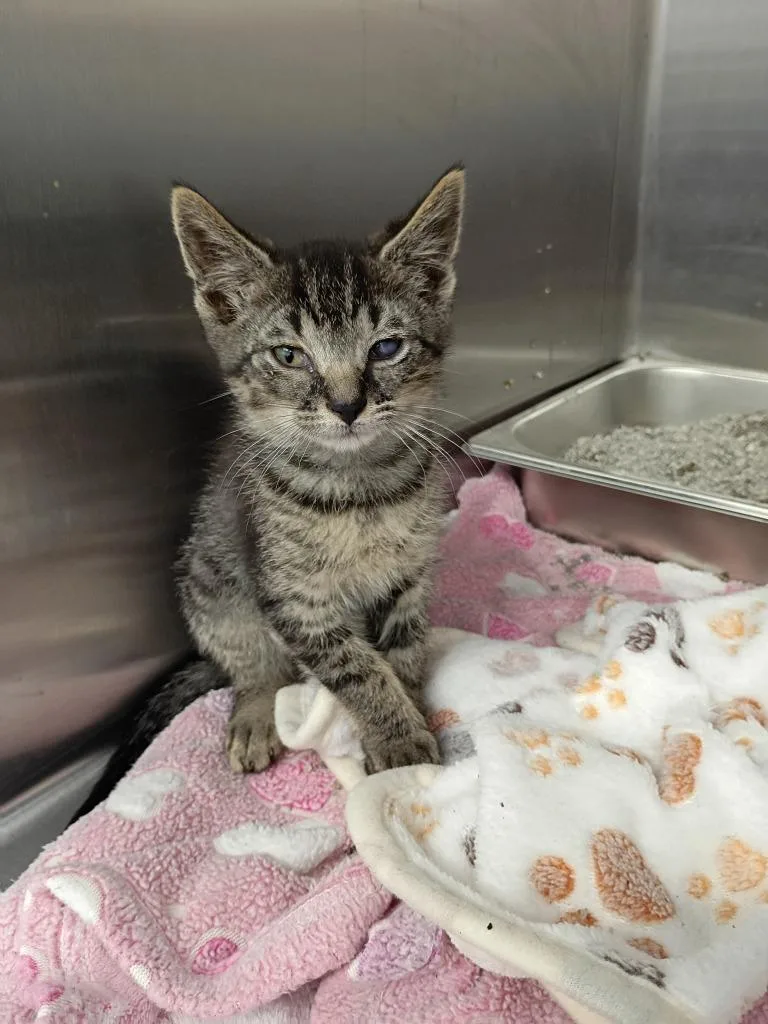 A baby small-sized male Domestic Short Hair cat named Brodie for adoption in Hartsville, SC