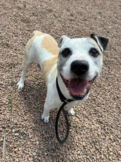 An adult medium-sized male White / Cream Boxer dog named Bruce for adoption in Canon City, CO