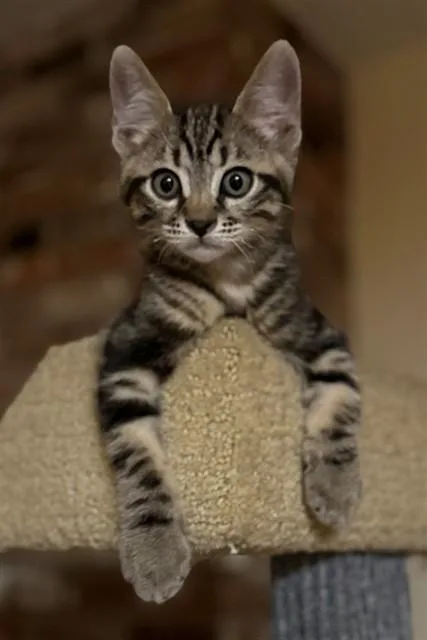 A baby small-sized male Domestic Short Hair cat named Neptuna for adoption in Sacramento, CA