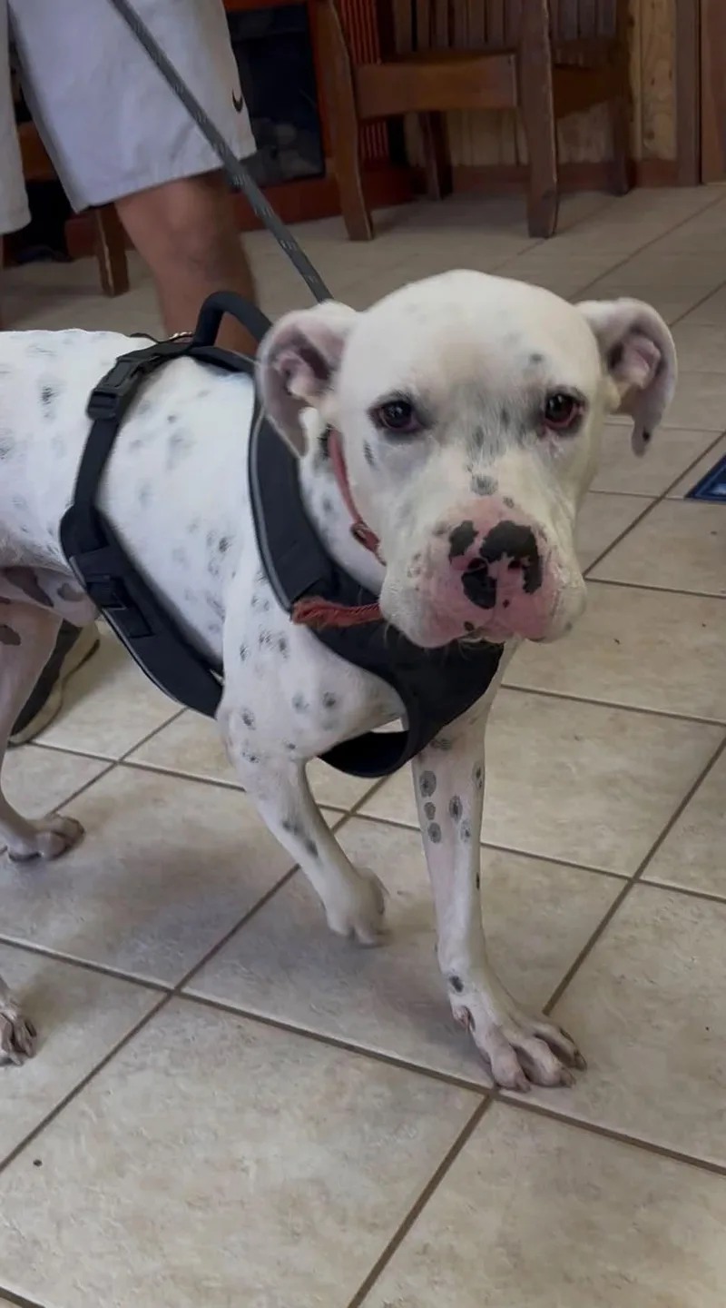 A young medium-sized male Dalmatian dog named Harlow for adoption in Tyler, TX