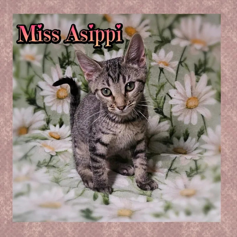 A baby small-sized female Domestic Short Hair cat named Miss Asippi for adoption in Jacksonville, IL