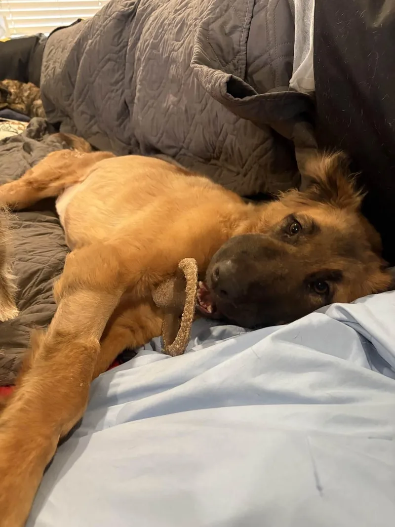 An adult medium-sized female Shepherd dog named Valkyrie for adoption in Tucson , AZ