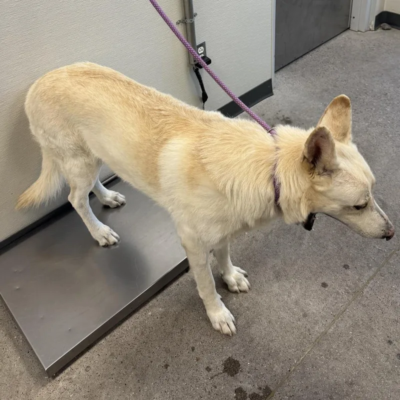 An adult large-sized male White / Cream Mixed Breed dog named Max for adoption in Las Cruces, NM