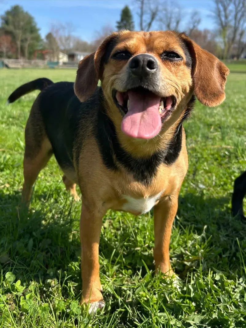 A young small-sized female Beagle dog named Puddin for adoption in Elizabethtown, PA