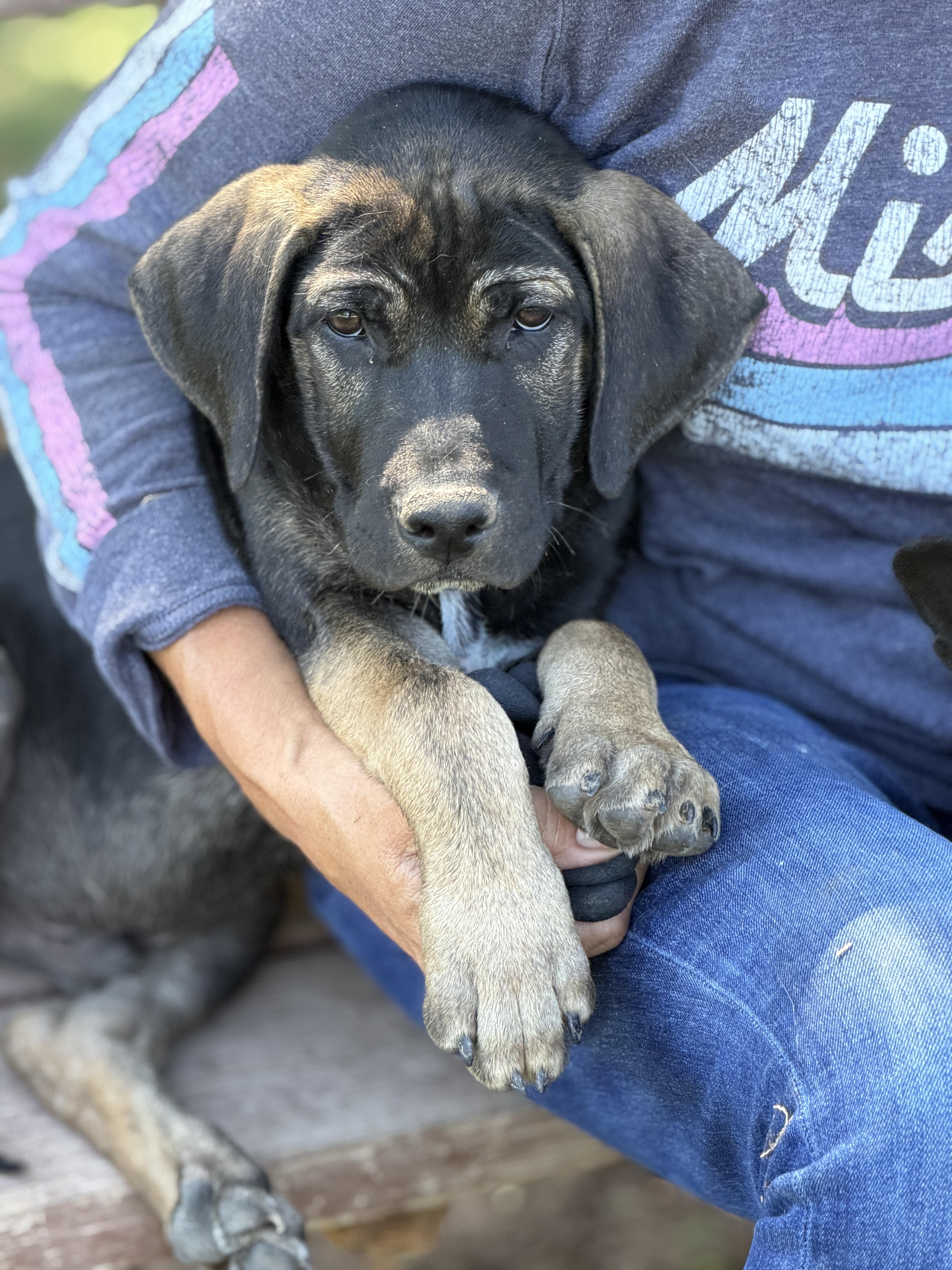 A baby large-sized male Labrador Retriever dog named Zipp for adoption in Gilbert, AZ